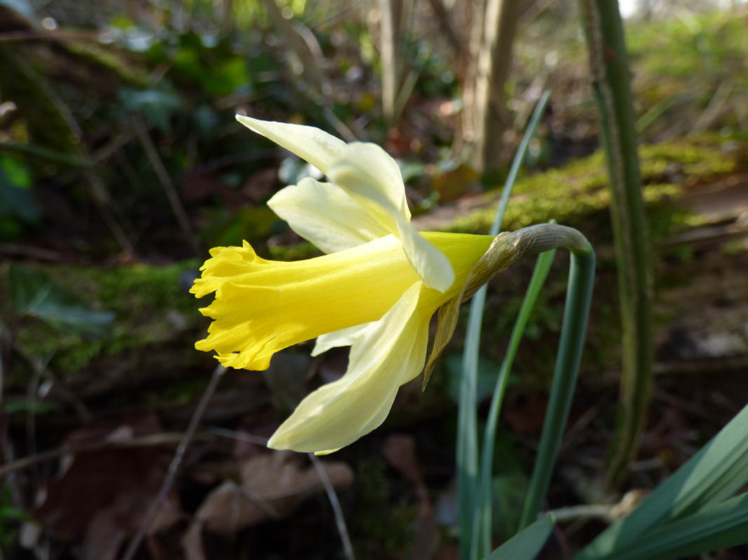 Narcissus pseudonarcissus ssp. pseudonarcissus